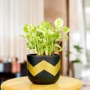 TrustBasket Terra Craze Small Clay Flower Pots Set of 3 | Black & Gold Terracotta Clay Flower Pot | Mud Plant Container | Handmade Pots | Gamla for Plants | Clay Pots for Plants | Indoor Outdoor Use 4