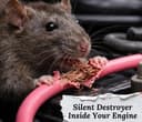 Amish Herbal Rat Repellent Spray 200ml – Plant Based Extract Rat Repellent | Eco Friendly Mouse & Rodent Repellent Spray | Natural Rat Control for Home, Kitchen, Car, Office, Warehouse 4