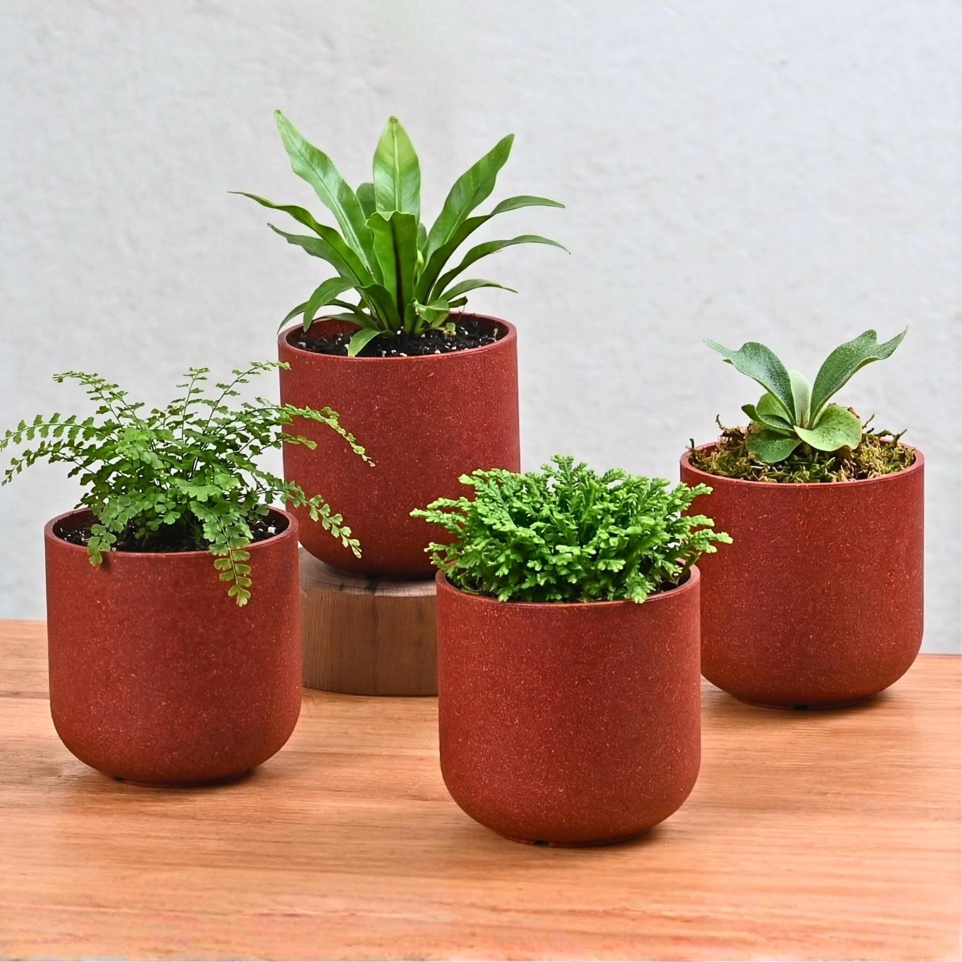 Eha Earth-Friendly Terrapod Planters for Home Decor | 3.5 Inch, Pack of 4 | Small Plant Pot Made with Rice Husk Biocomposite | Flower Pot for Living Room | Coral