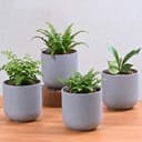 Eha Earth-Friendly Terrapod Planters for Home Decor | 3.5 Inch, Pack of 4 | Small Plant Pot Made with Rice Husk Biocomposite | Flower Pot for Living Room | Azure 1